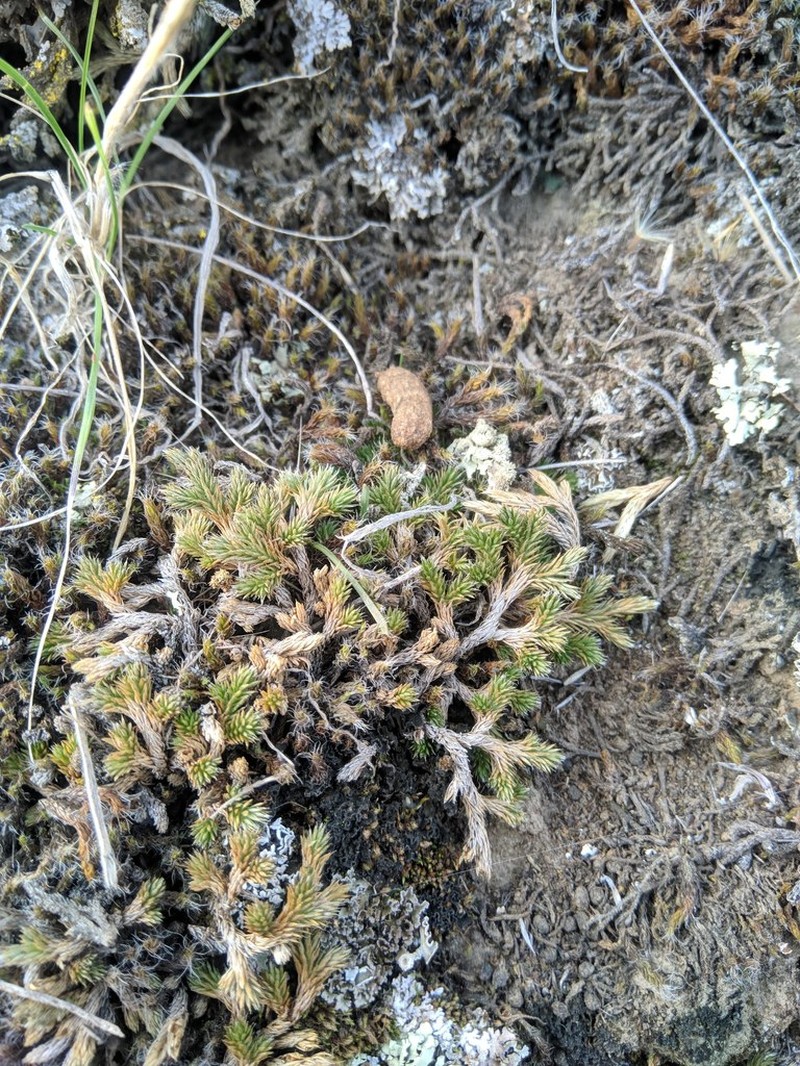Wallace's Spikemoss photo 4