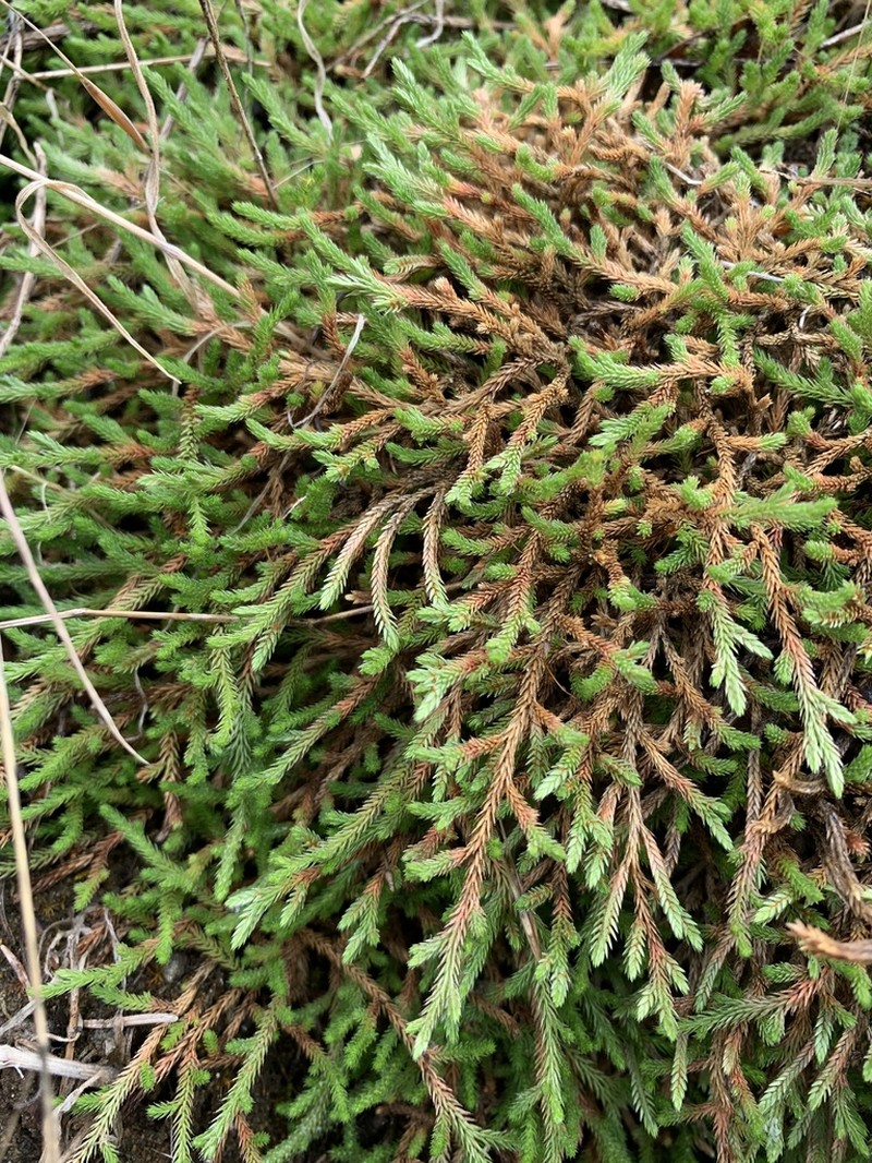 Wallace's Spikemoss photo 5