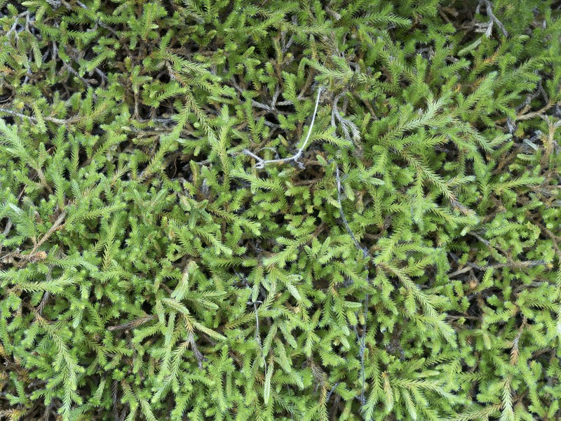 Wallace's Spikemoss photo 6
