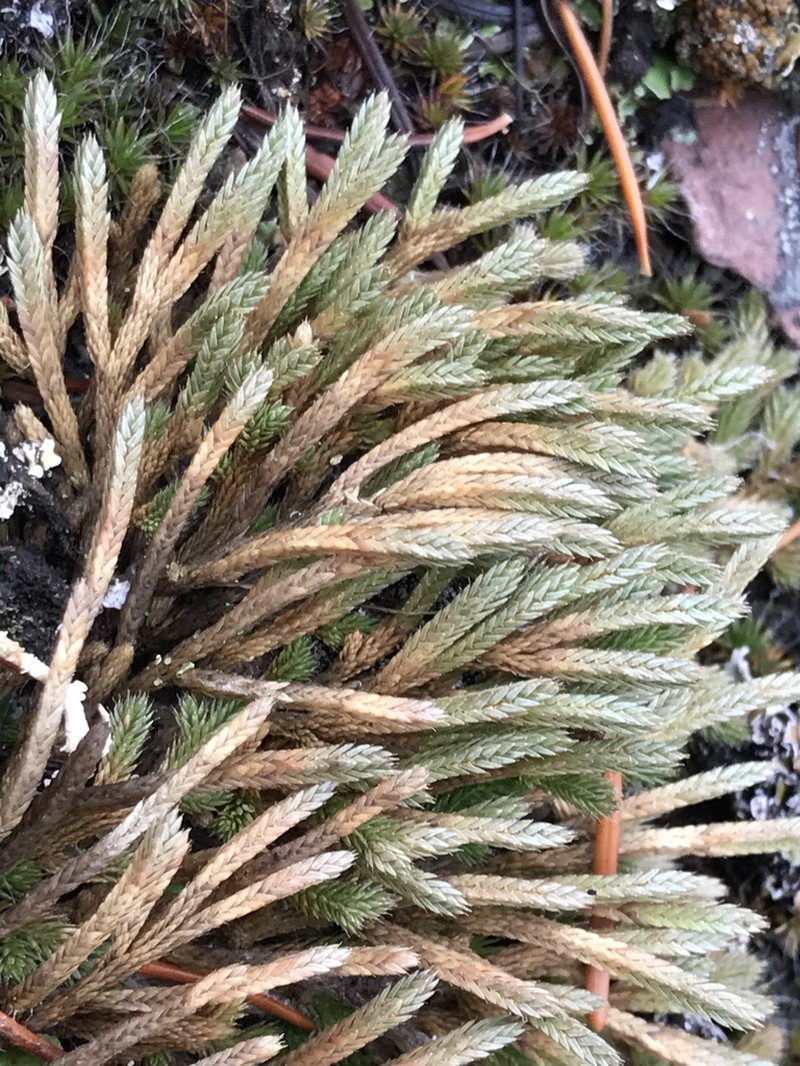 Wallace's Spikemoss photo 7