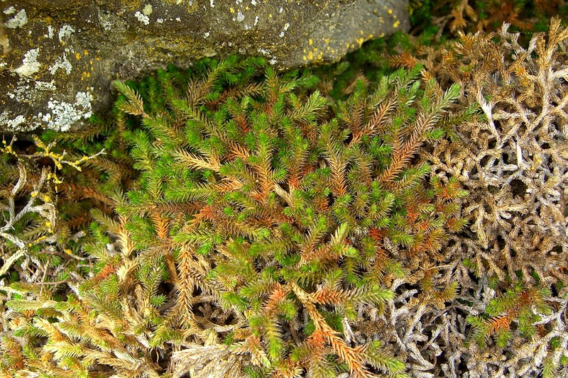 Wallace's Spikemoss