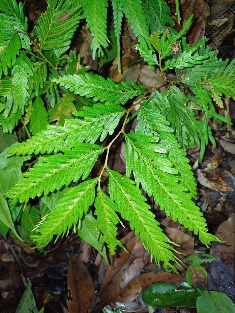 Selaginella wallichii photo 2