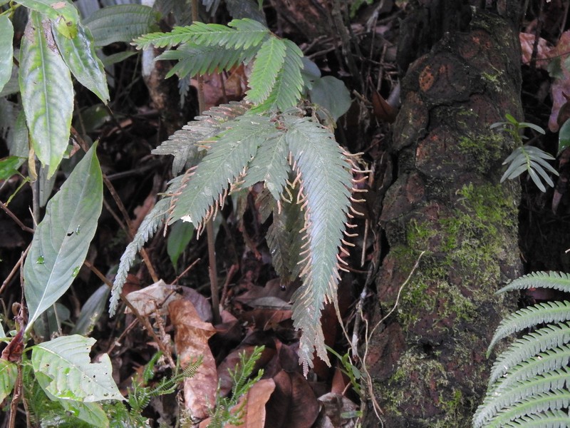 Selaginella wallichii photo 3