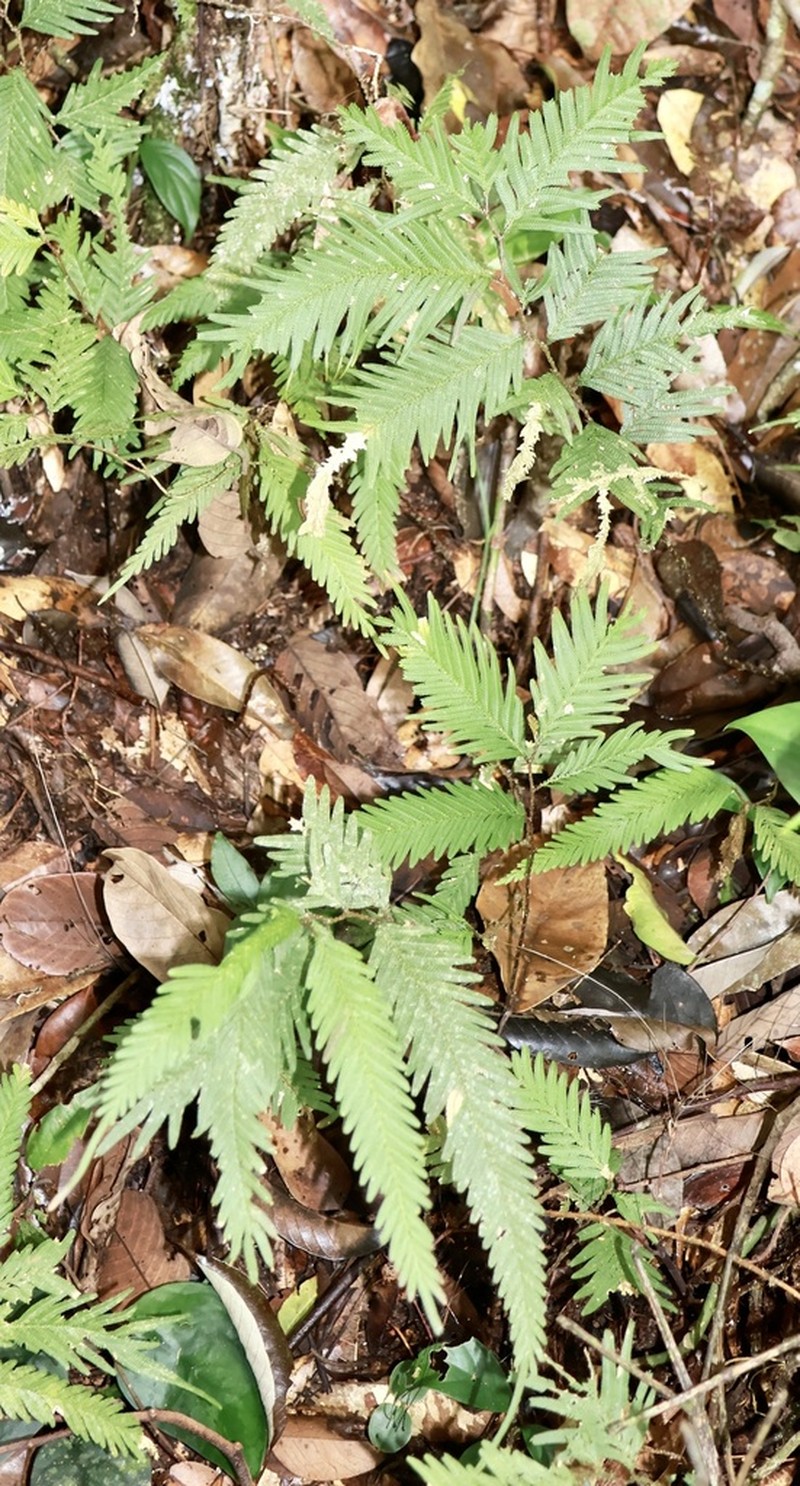 Selaginella wallichii photo 4