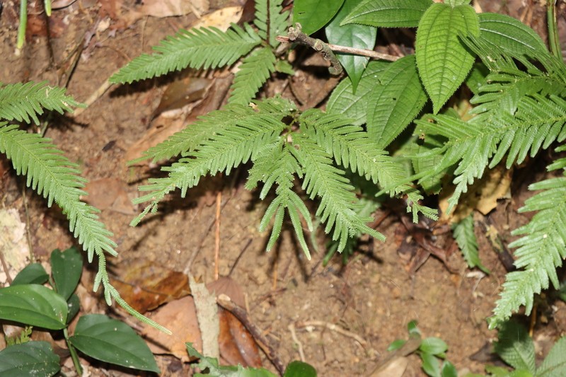 Selaginella wallichii photo 5