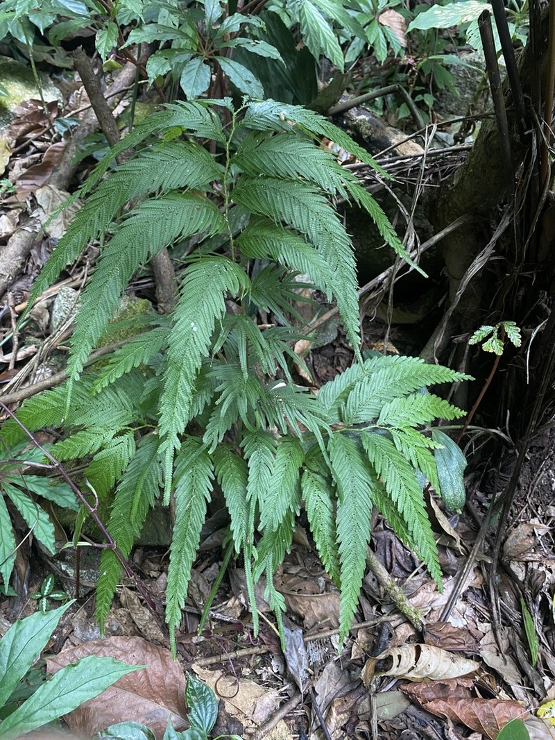 Selaginella wallichii photo 6