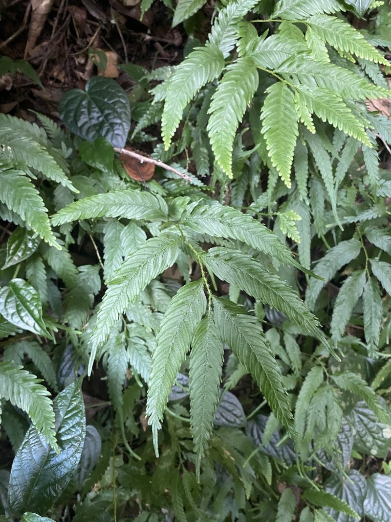 Selaginella wallichii photo 7
