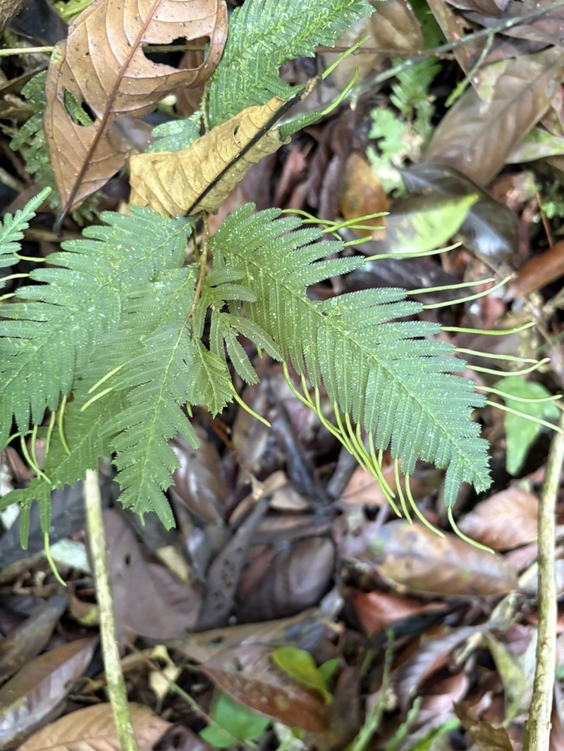 Selaginella wallichii photo 8
