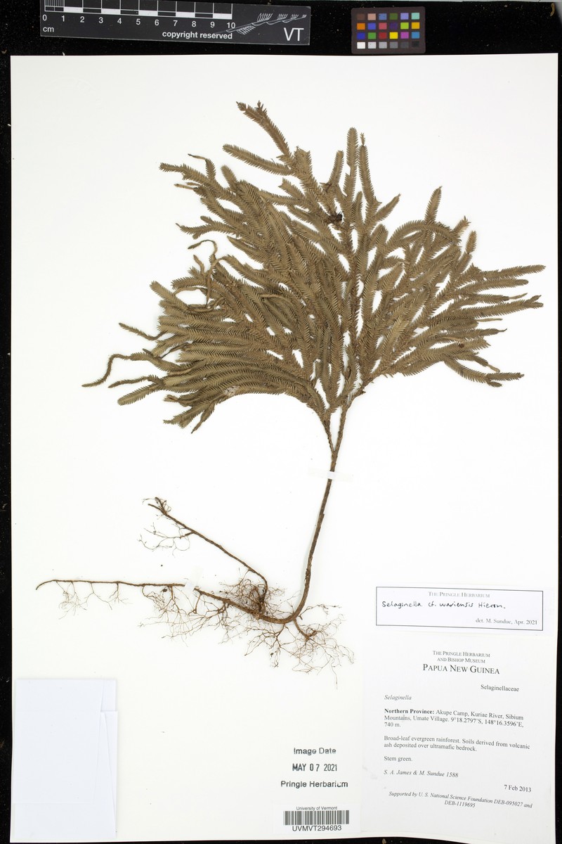 Selaginella wariensis