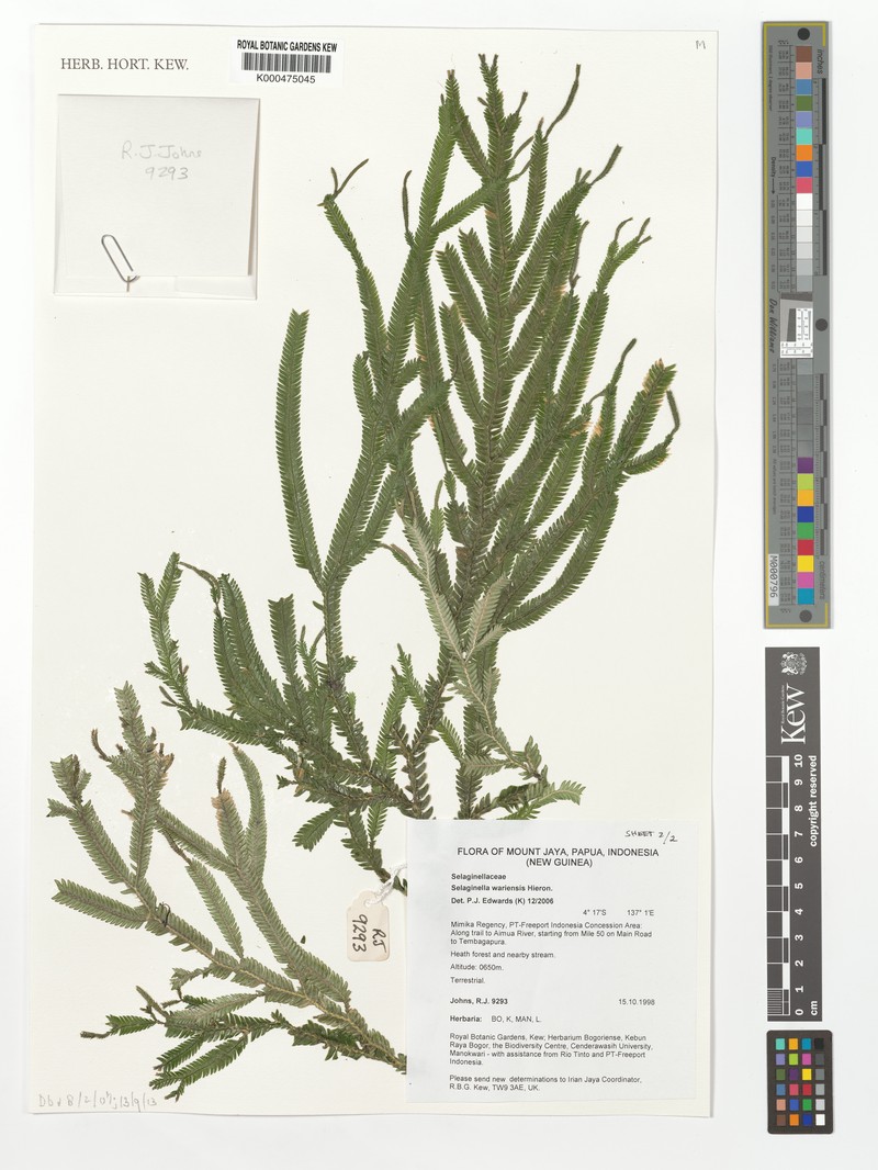 Selaginella wariensis photo 2