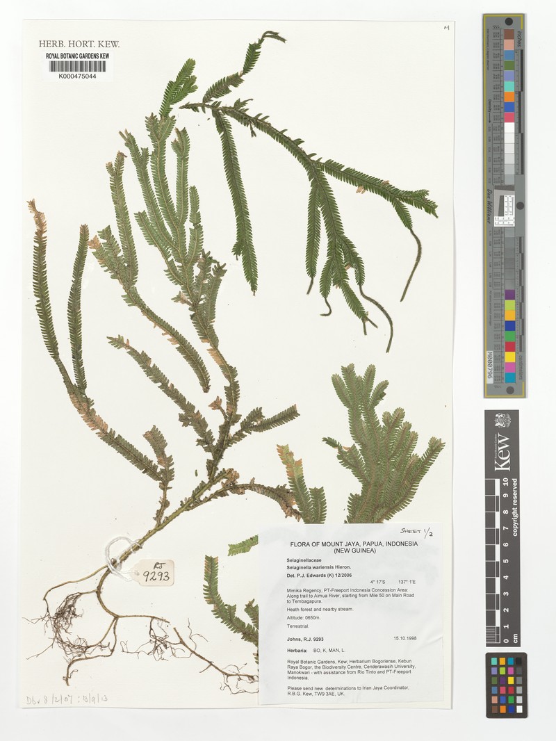 Selaginella wariensis photo 3