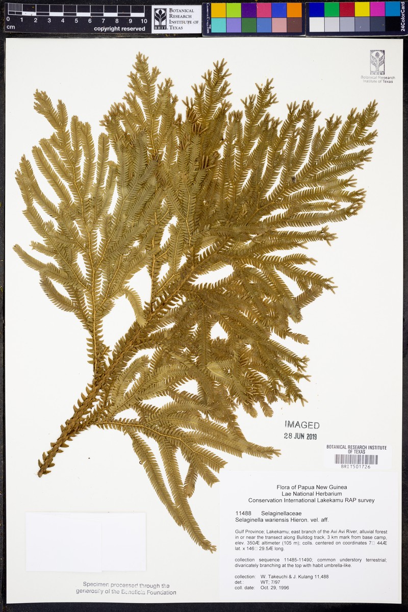 Selaginella wariensis photo 4