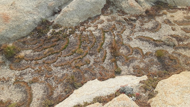 Watson's Spikemoss photo 2