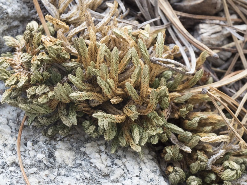 Watson's Spikemoss photo 3