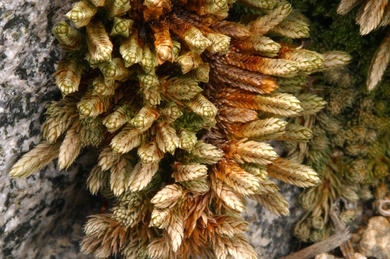 Watson's Spikemoss photo 4