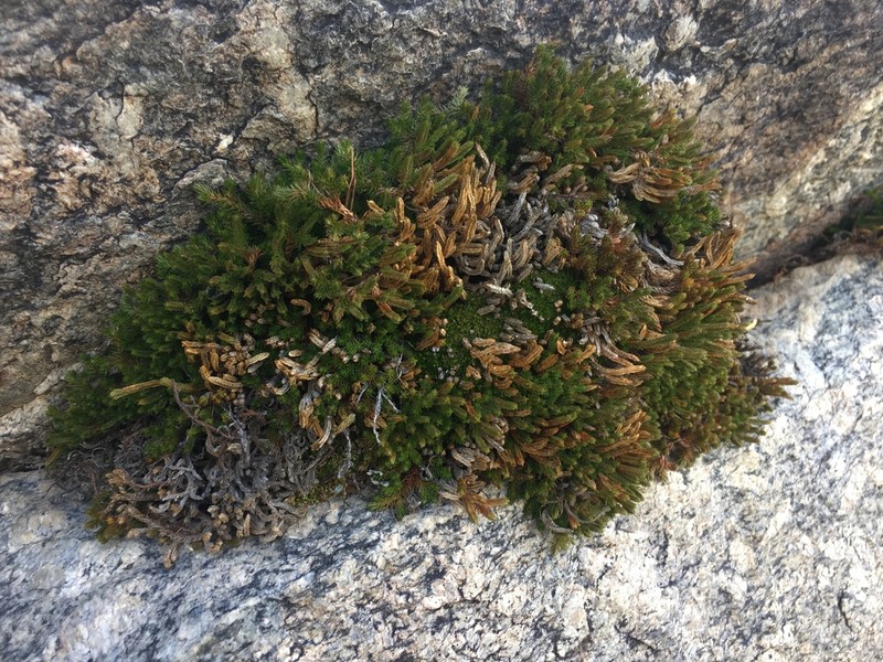 Watson's Spikemoss photo 5