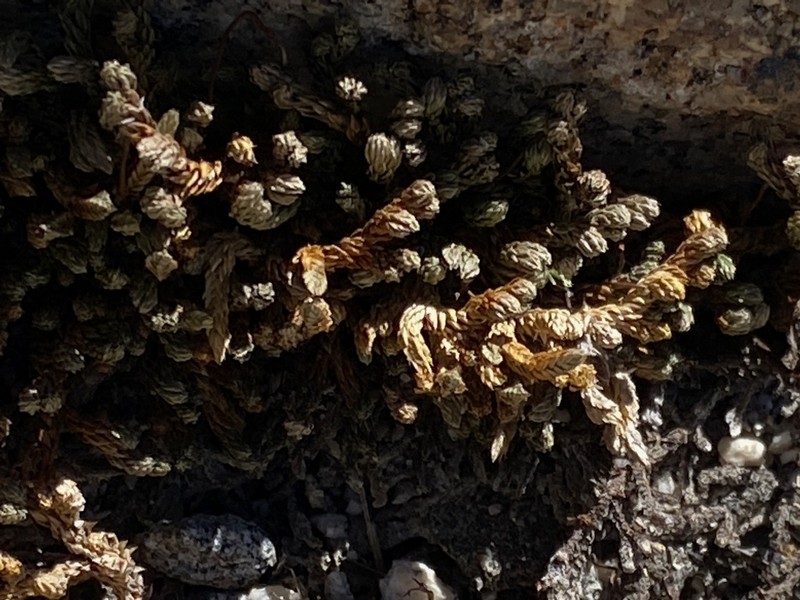 Watson's Spikemoss photo 6