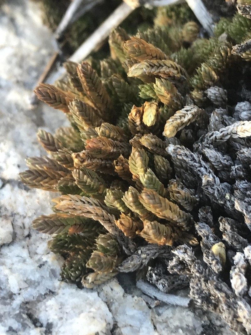 Watson's Spikemoss photo 7
