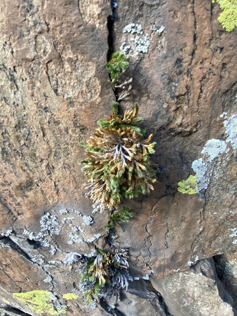 Weatherby's Spikemoss