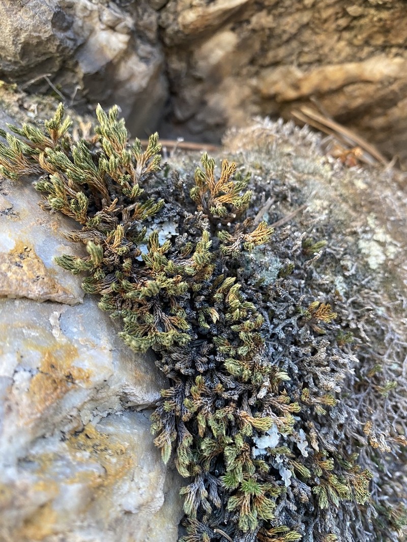 Weatherby's Spikemoss photo 2