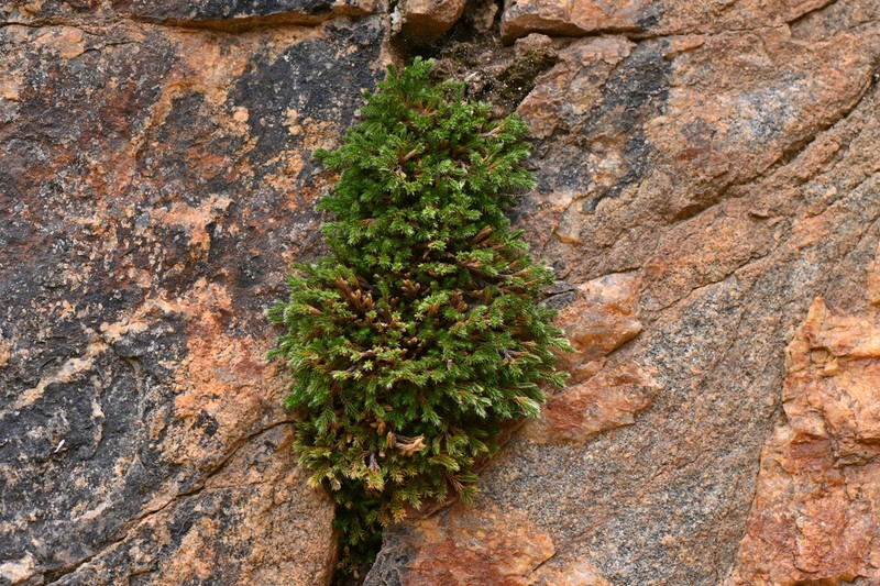 Weatherby's Spikemoss photo 3