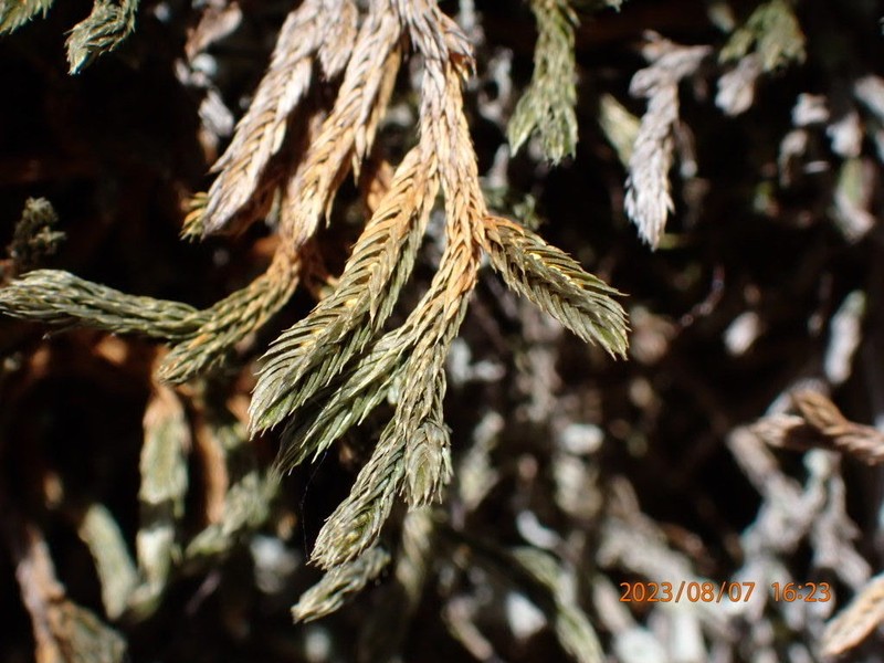 Weatherby's Spikemoss photo 4