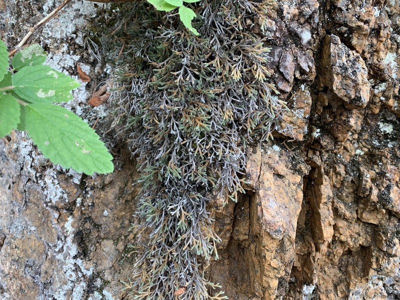 Weatherby's Spikemoss photo 5