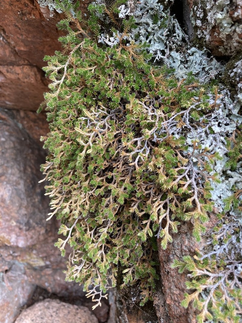Weatherby's Spikemoss photo 6