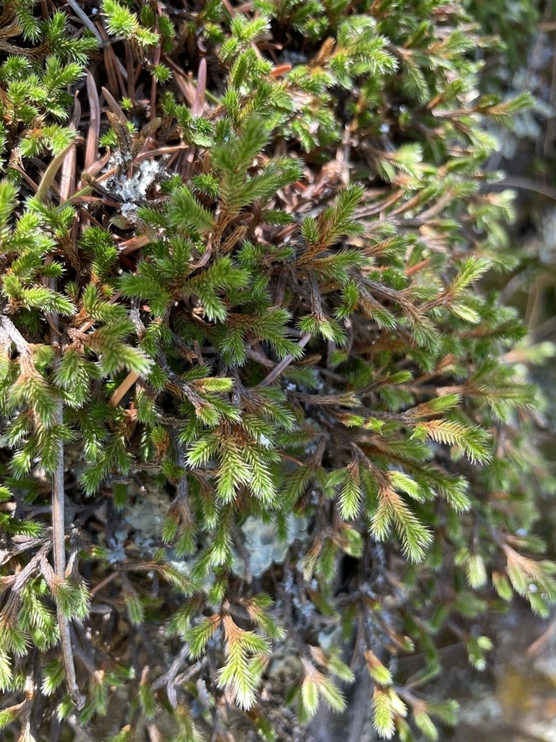Weatherby's Spikemoss photo 7
