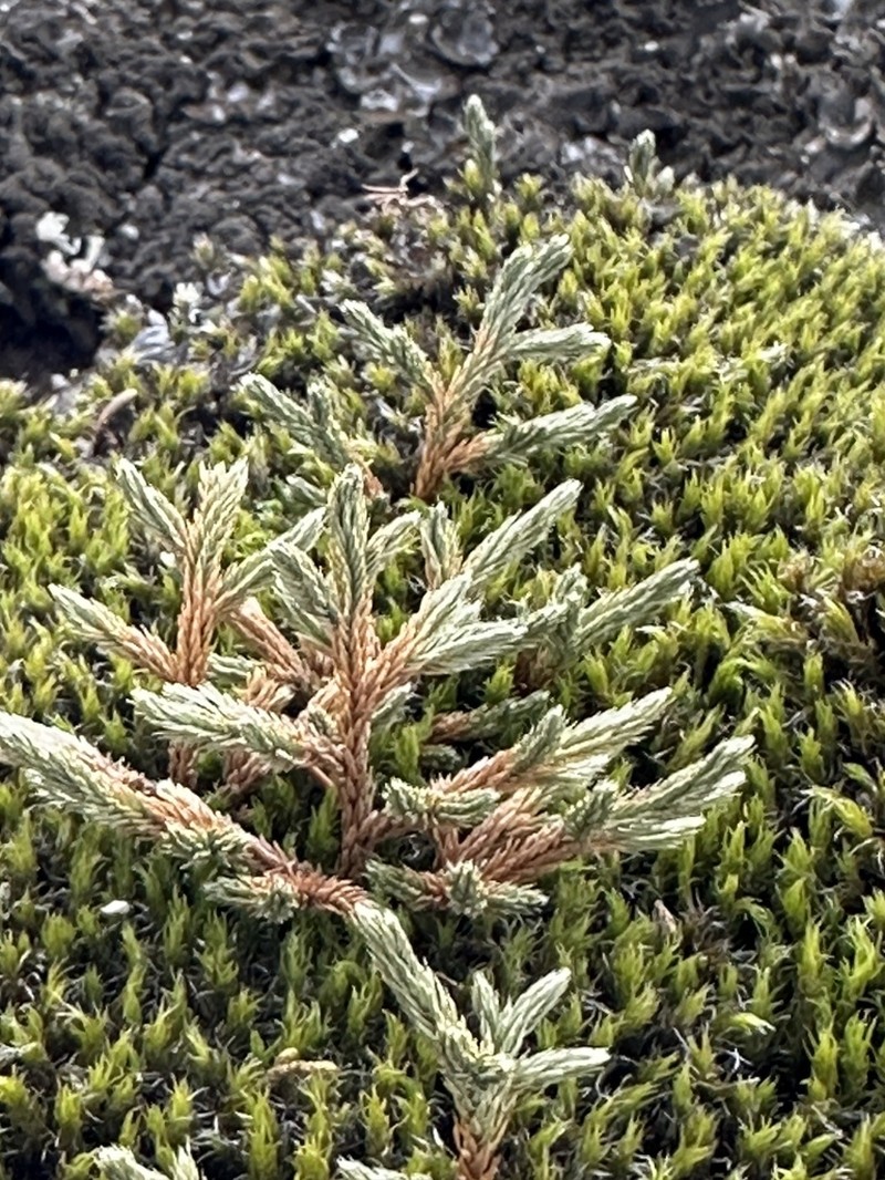 Weatherby's Spikemoss photo 8