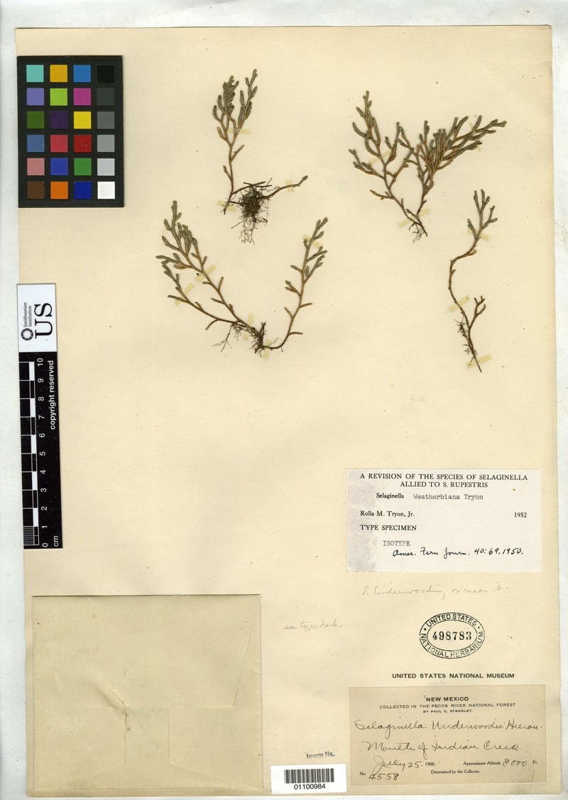 Weatherby's Spikemoss