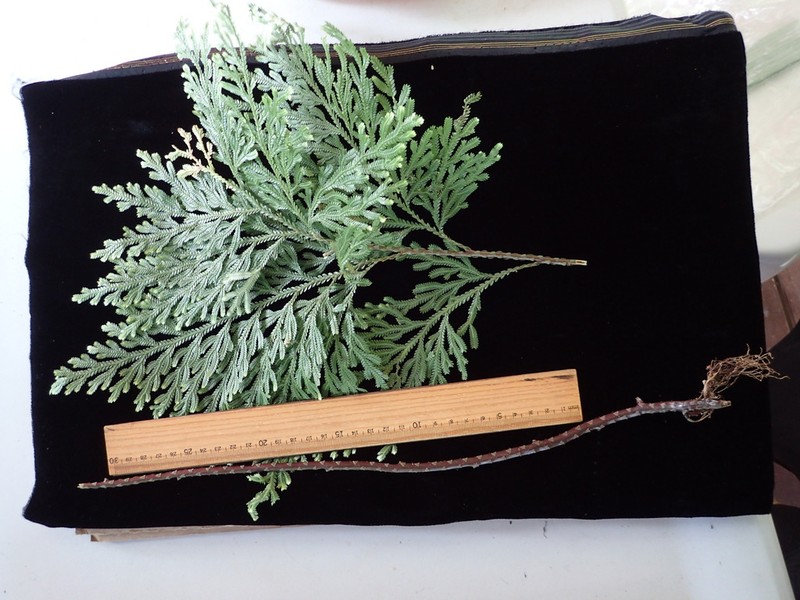 Selaginella whitmeei