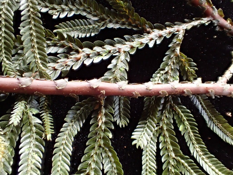 Selaginella whitmeei photo 2