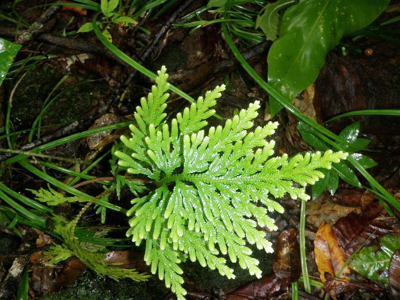 Selaginella whitmeei photo 3