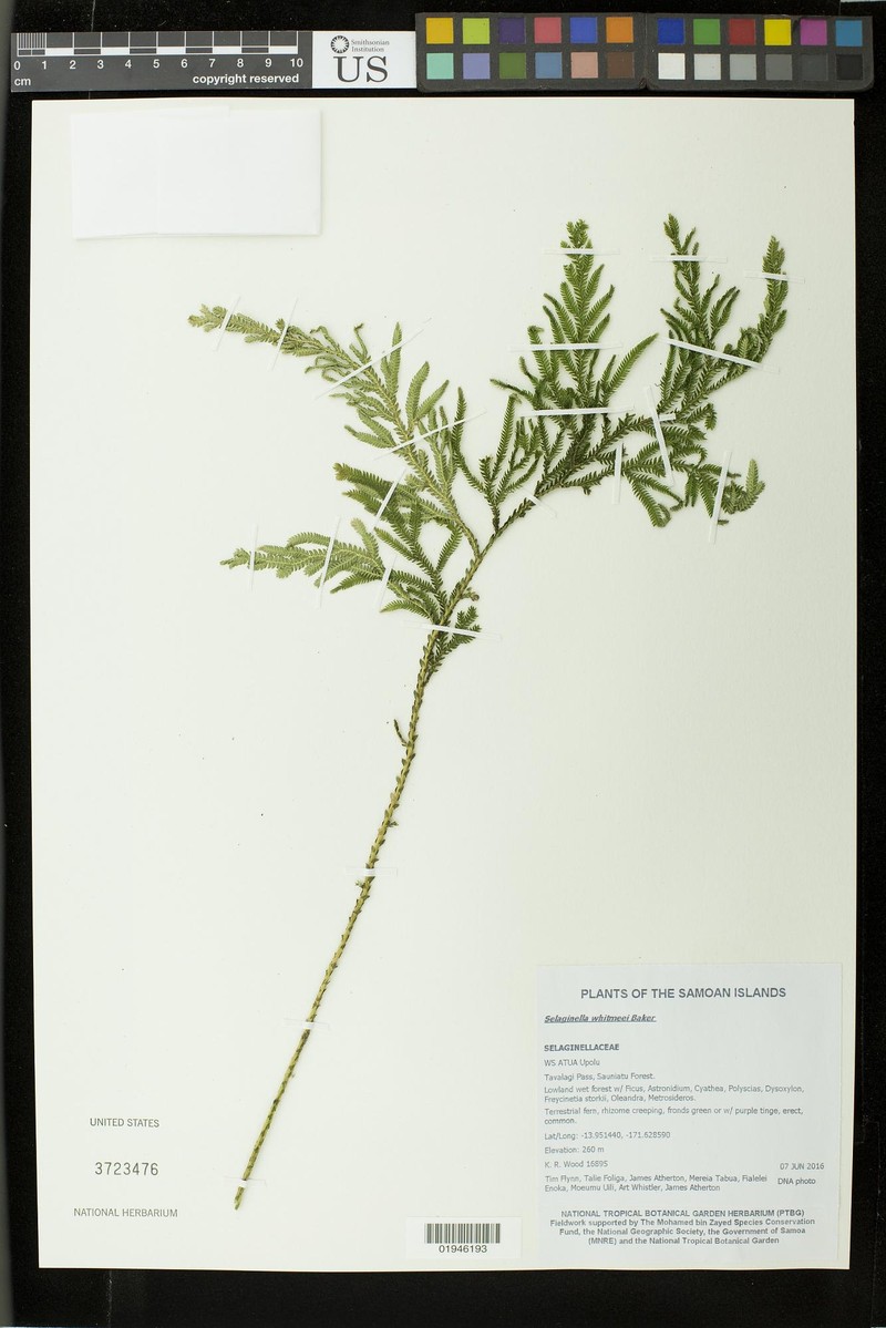 Selaginella whitmeei photo 4