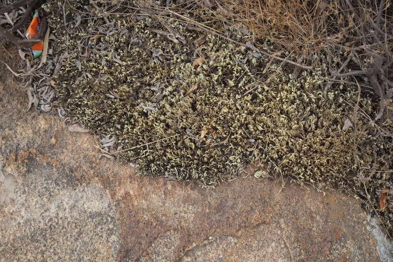 Selaginella wightii