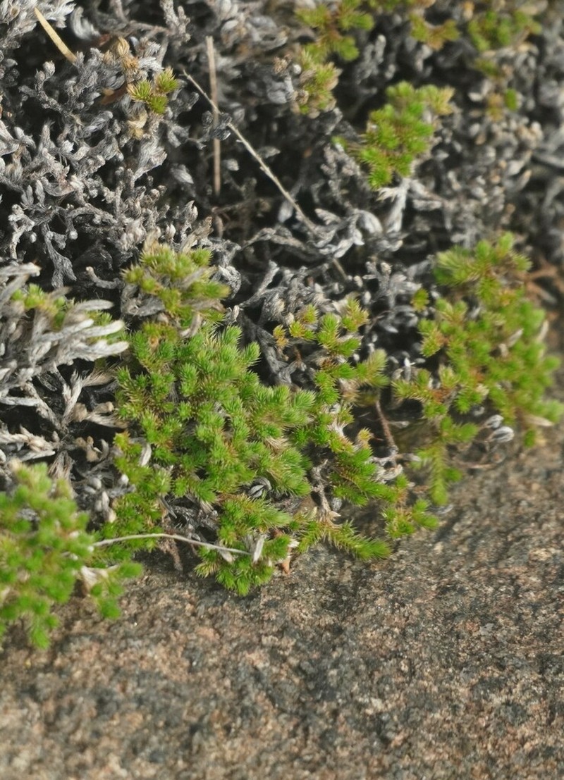 Selaginella wightii photo 2