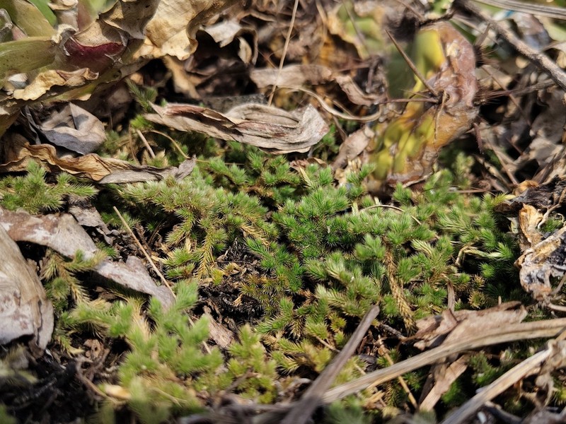 Selaginella wightii photo 3