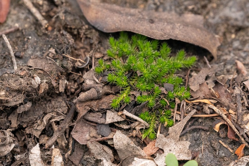 Selaginella wightii photo 4