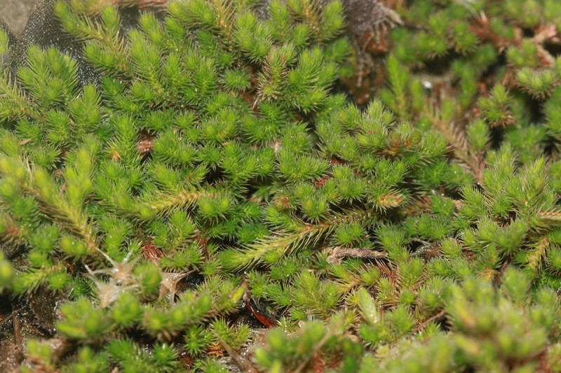 Selaginella wightii photo 5