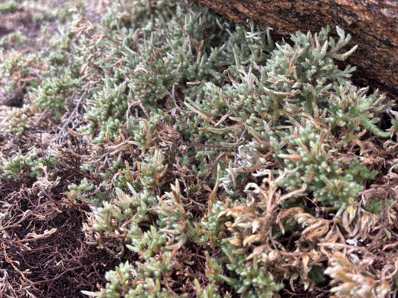 Selaginella wightii photo 6