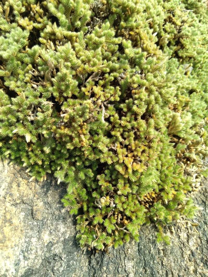 Selaginella wightii photo 7