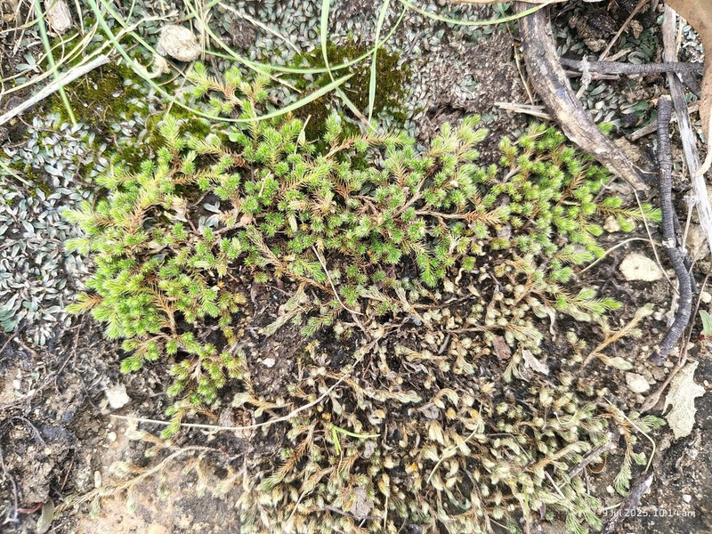 Selaginella wightii photo 8