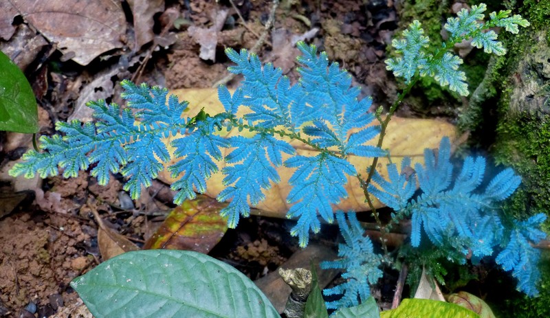 Willdenow's Spikemoss photo 5