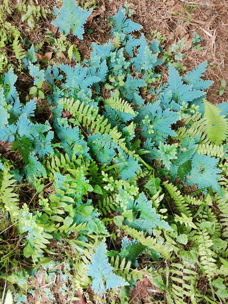 Willdenow's Spikemoss photo 2