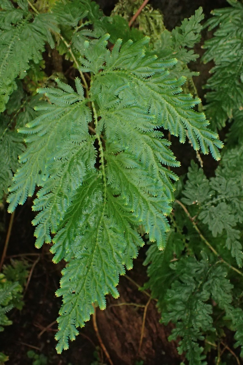 Willdenow's Spikemoss photo 3