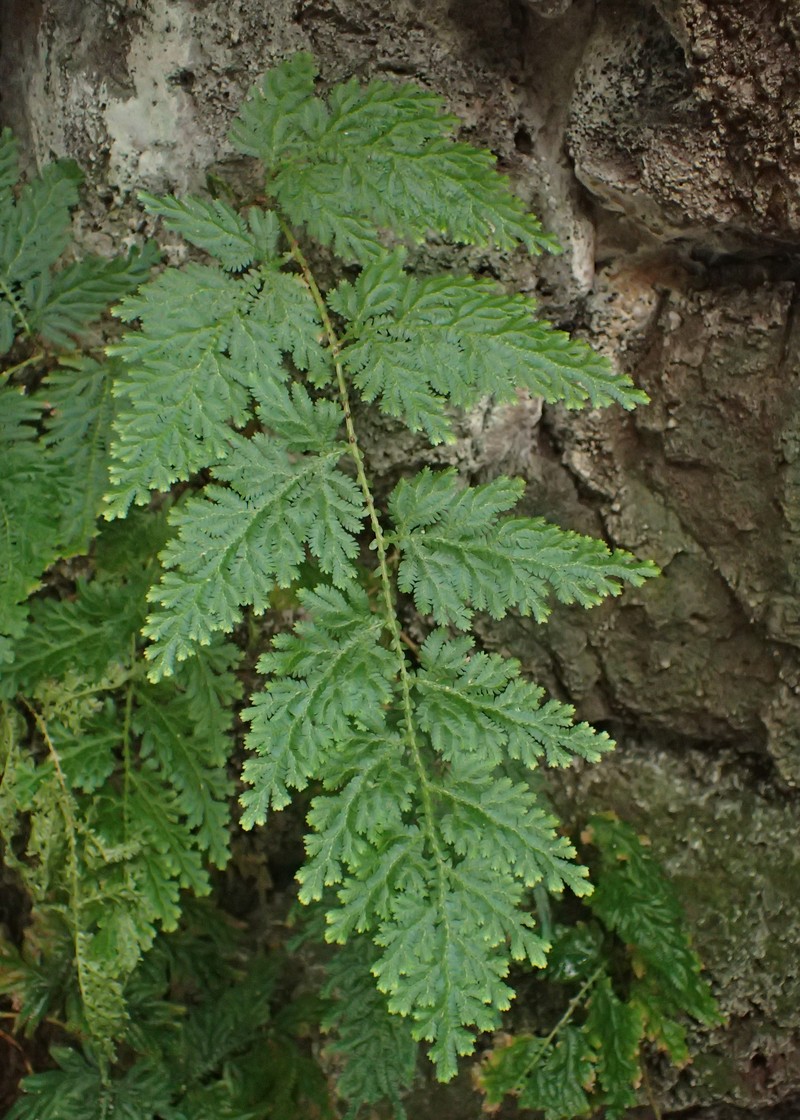 Willdenow's Spikemoss photo 4