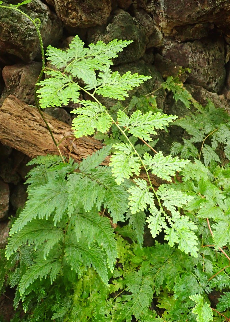 Willdenow's Spikemoss photo 6