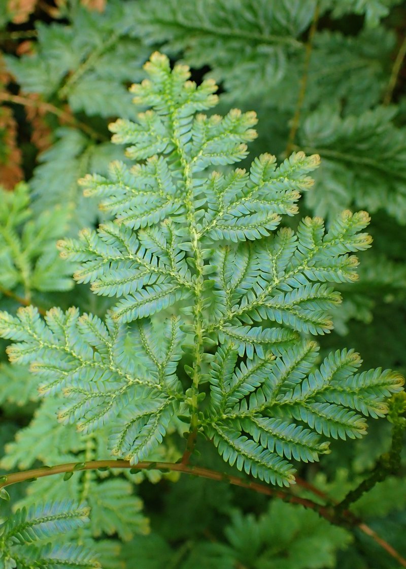 Willdenow's Spikemoss photo 7