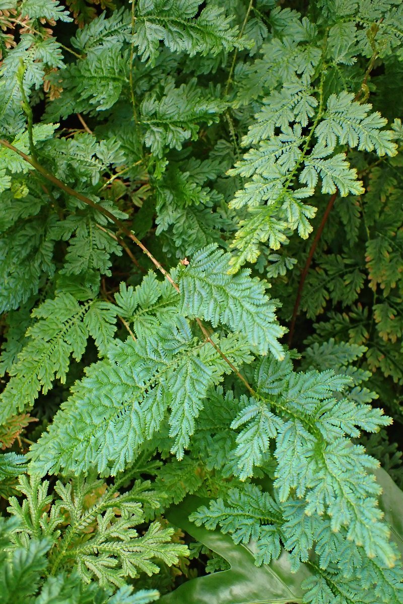 Willdenow's Spikemoss photo 8